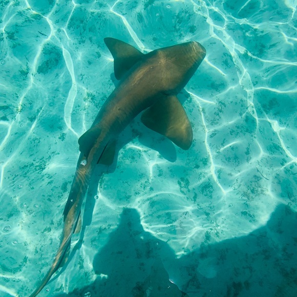 Meet your Posher, Arlene - Picture 1 of 1